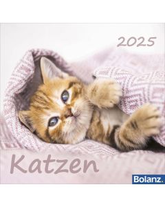 Katzen 2025