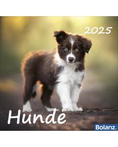 Hunde 2025